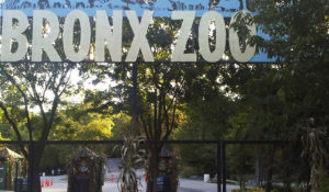 This Sept. 21, 2012, file photo shows an entrance to the Bronx Zoo in New York. A tiger at the zoo has tested positive for the new coronavirus. It's believed to be the first infection in an animal in the U.S. and the first known in a tiger anywhere, the U.S. Department of Agriculture said Sunday, April 5, 2020. The zoo says all the animals are expected to recover. (AP Photo/Jim Fitzgerlad, File)