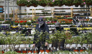 Shoppers look at plants at a nursery in Macomb, Mich., Monday, April 27, 2020. Business groups are pushing Congress to limit liability from potential lawsuits filed by workers and customers who were infected by the coronavirus. (AP Photo/Paul Sancya)