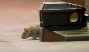 A rodent walks around a device with poisonous bait on Bourbon Street in New Orleans, Monday, March 23, 2020. (AP Photo/Gerald Herbert)