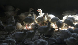 A flock of young turkeys stands in a barn at a farm in Mason, Iowa, in August 2015. (Associated Press)