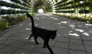 A black cat walks along a garden outside the FIFA Fan Festival in Doha, Qatar, Tuesday, Nov. 22, 2022. (AP Photo/Abbie Parr)