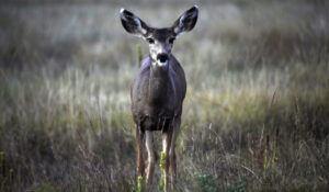 A mule deer grazes along a road along Chatfield Reservior late Sunday, Oct. 9, 2022, in Littleton, Colo. (AP Photo/David Zalubowski)