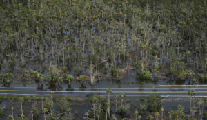 In this photo made in a flight provided by mediccorps.org, a road cuts through a flooded area south of Perry, Fla., about 30 minutes south of Madison, following the passage of Hurricane Idalia, Wednesday, Aug. 30, 2023. (AP Photo/Rebecca Blackwell)