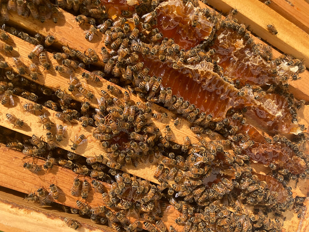 Why Do Honeycombs Look That Way?, Beekeeping Learning Center