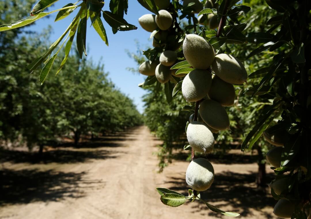 Sam Altman says one almond uses as much water as 38,000 ChatGPT queries. Not quite.